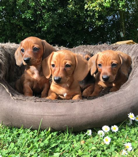 Mini dachshunds for sale az. Things To Know About Mini dachshunds for sale az. 